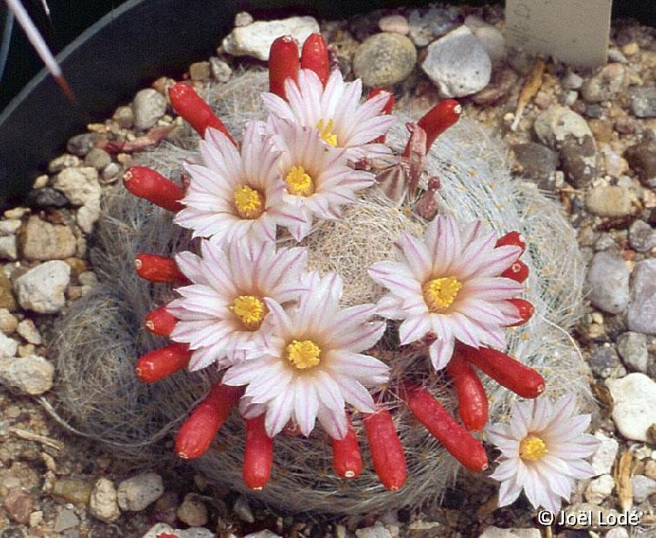 Mammillaria lenta JL2794